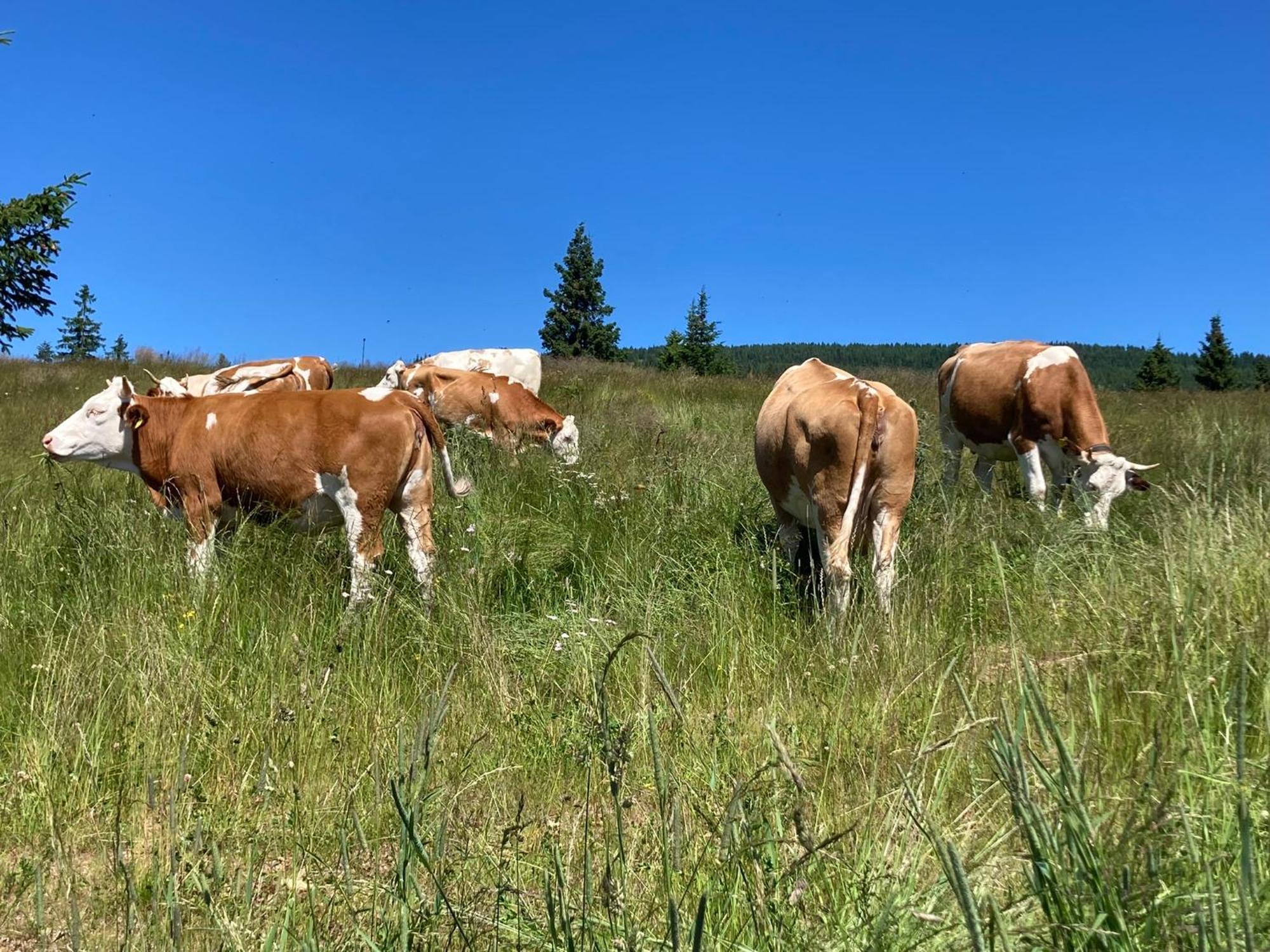 Feriendorf Koralpe Alpenrose Frantschach Екстериор снимка